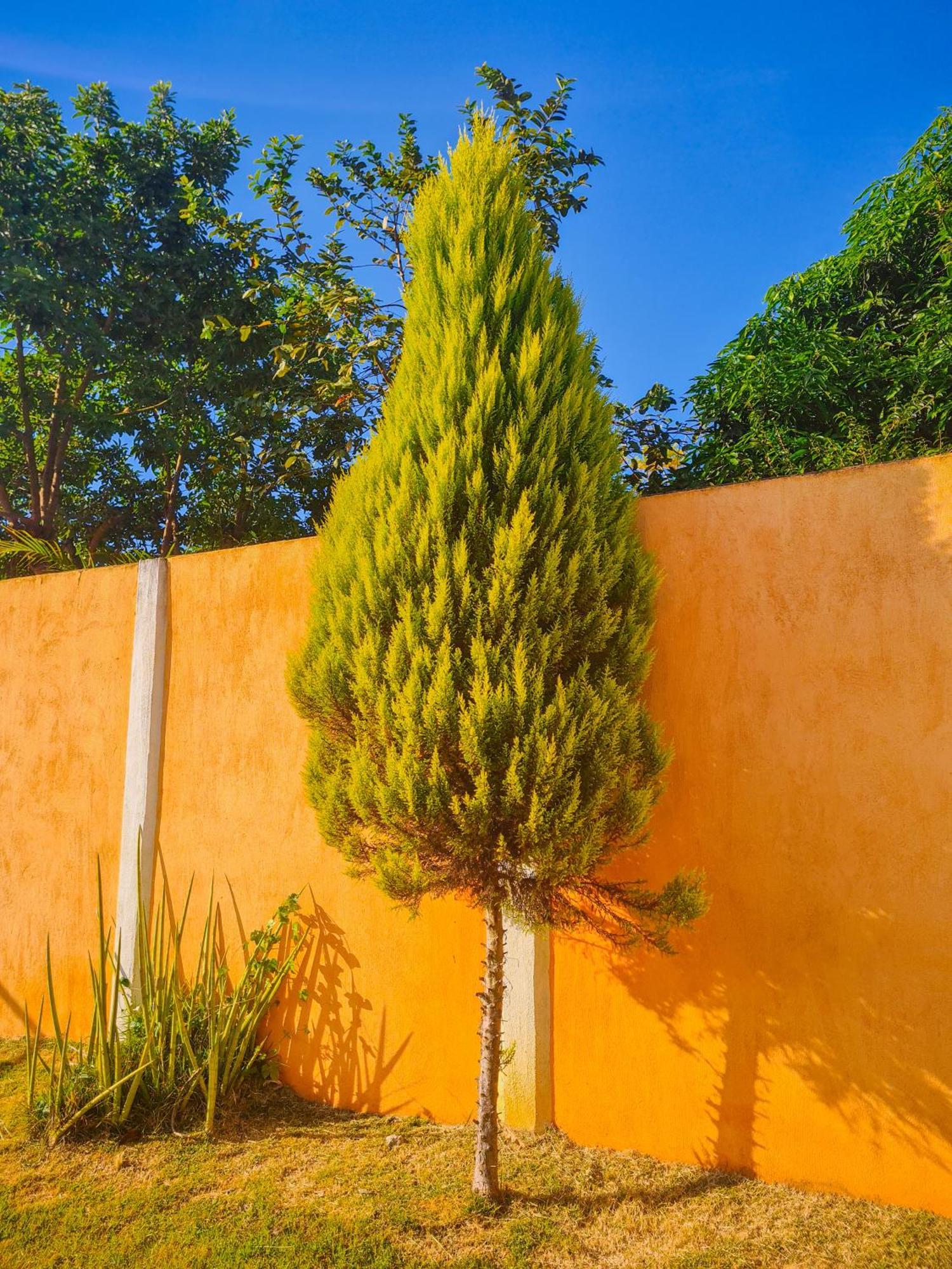 Manacá Da Serra Vargem Bonita